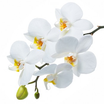 Стол обеденный Танго белый/Орхидея в Искитиме - iskitim.mebel54.com | фото